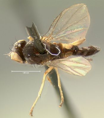 Media type: image;   Entomology 26892 Aspect: habitus dorsal view